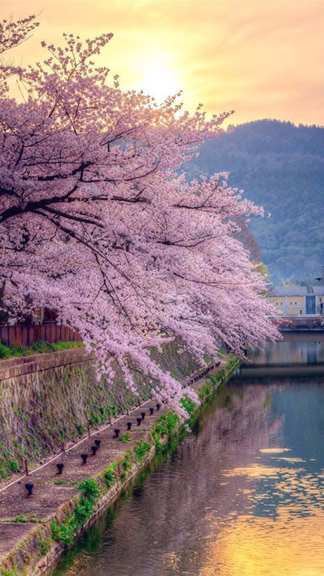樱花