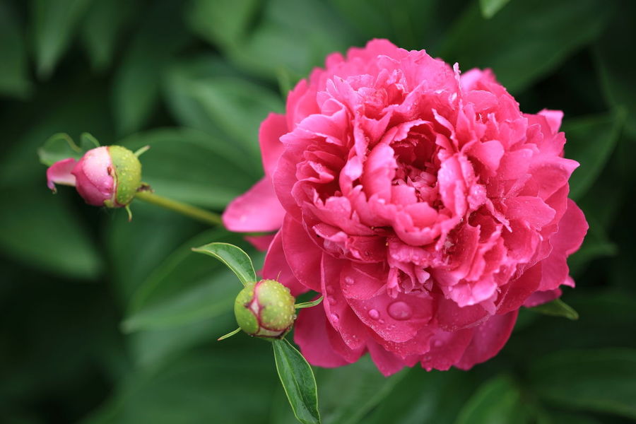 芍药
