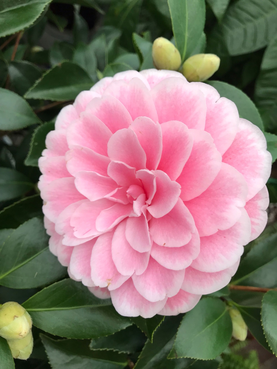 山茶花