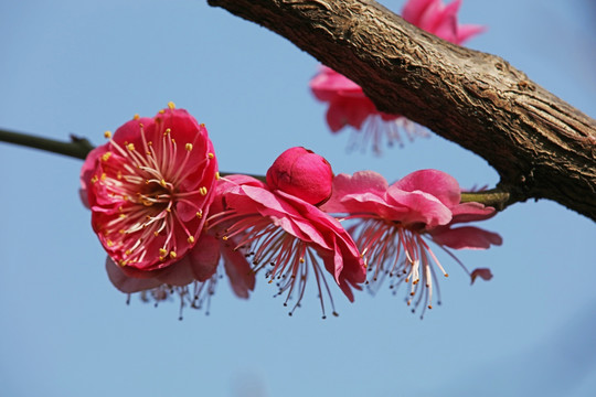 梅花