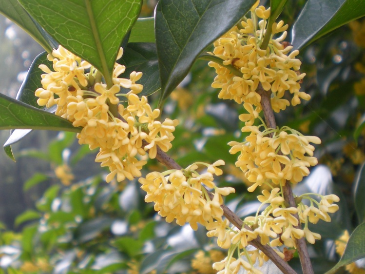 桂花