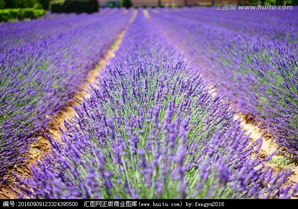 薰衣草