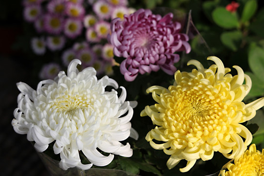 菊花
