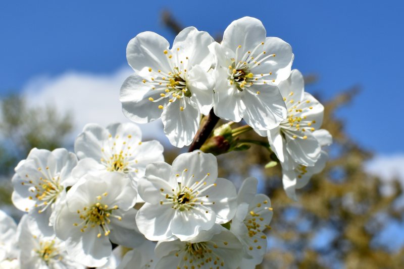 菊花革命:一朵花如何改变东方审美千年?(图2) 菊花革命:一朵花如何改变东方审美千年?(图2)
