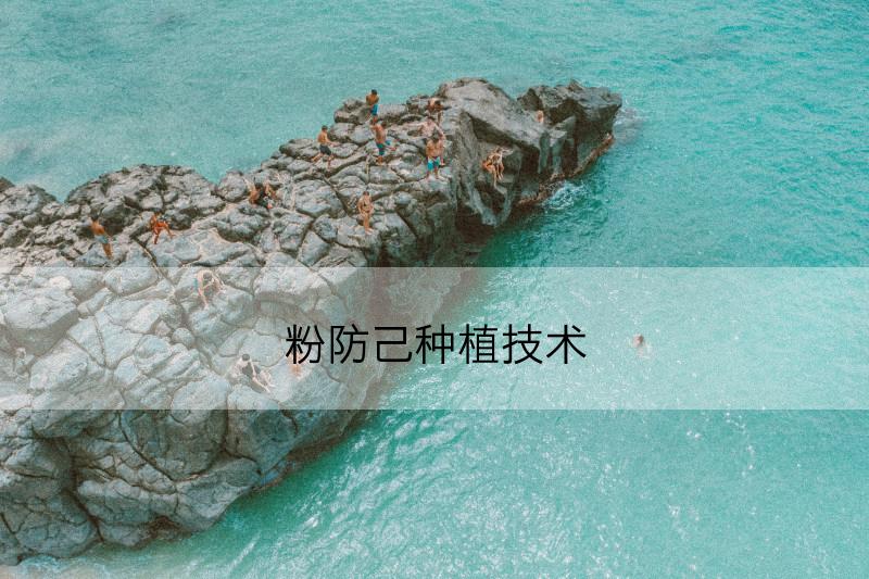 花烟草是一年生还是多年生(花烟草图片)(图1)