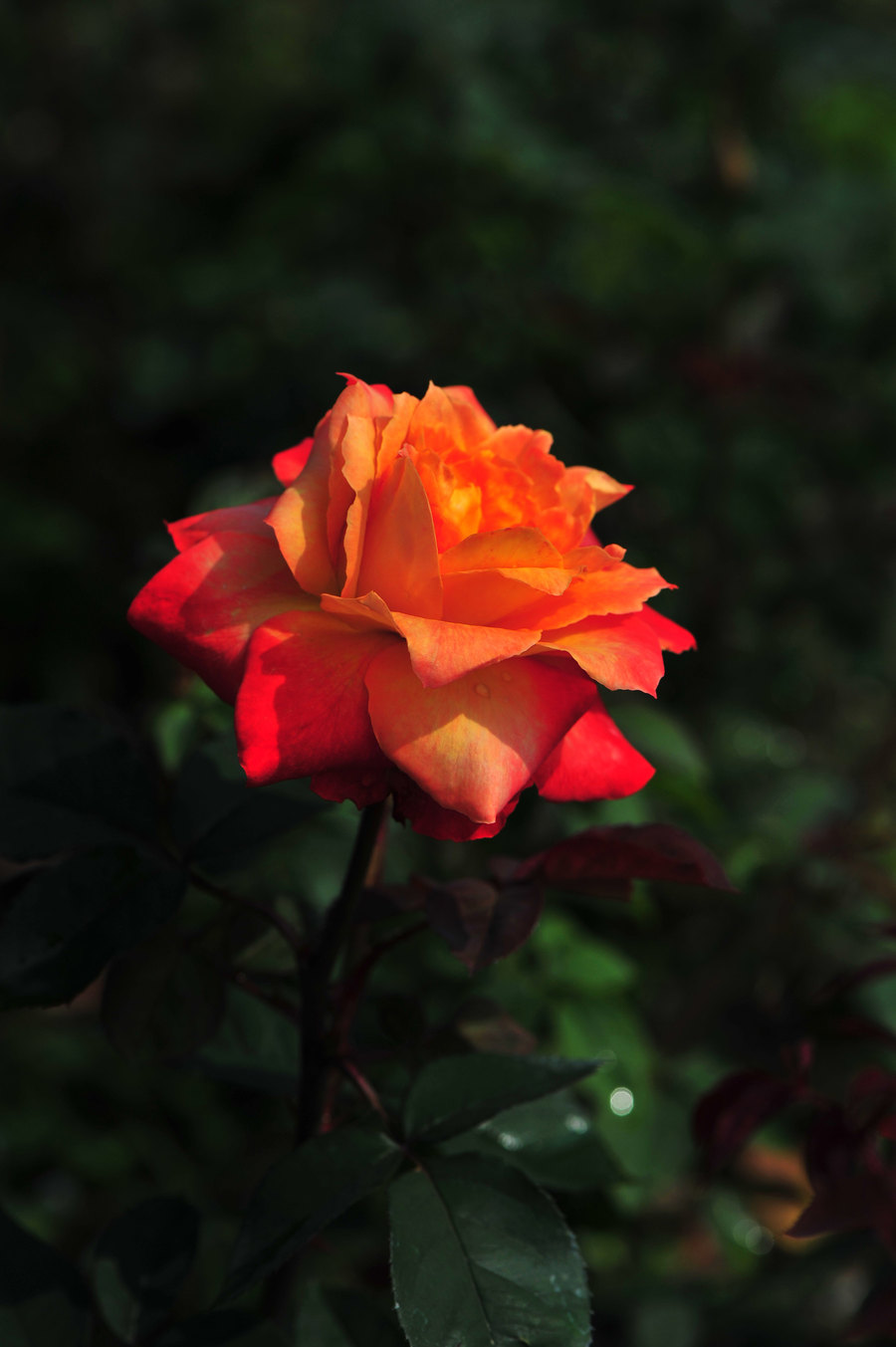 除了情人节,还有哪些节日适合送玫瑰花?(图1) 除了情人节,还有哪些节日适合送玫瑰花?(图1)