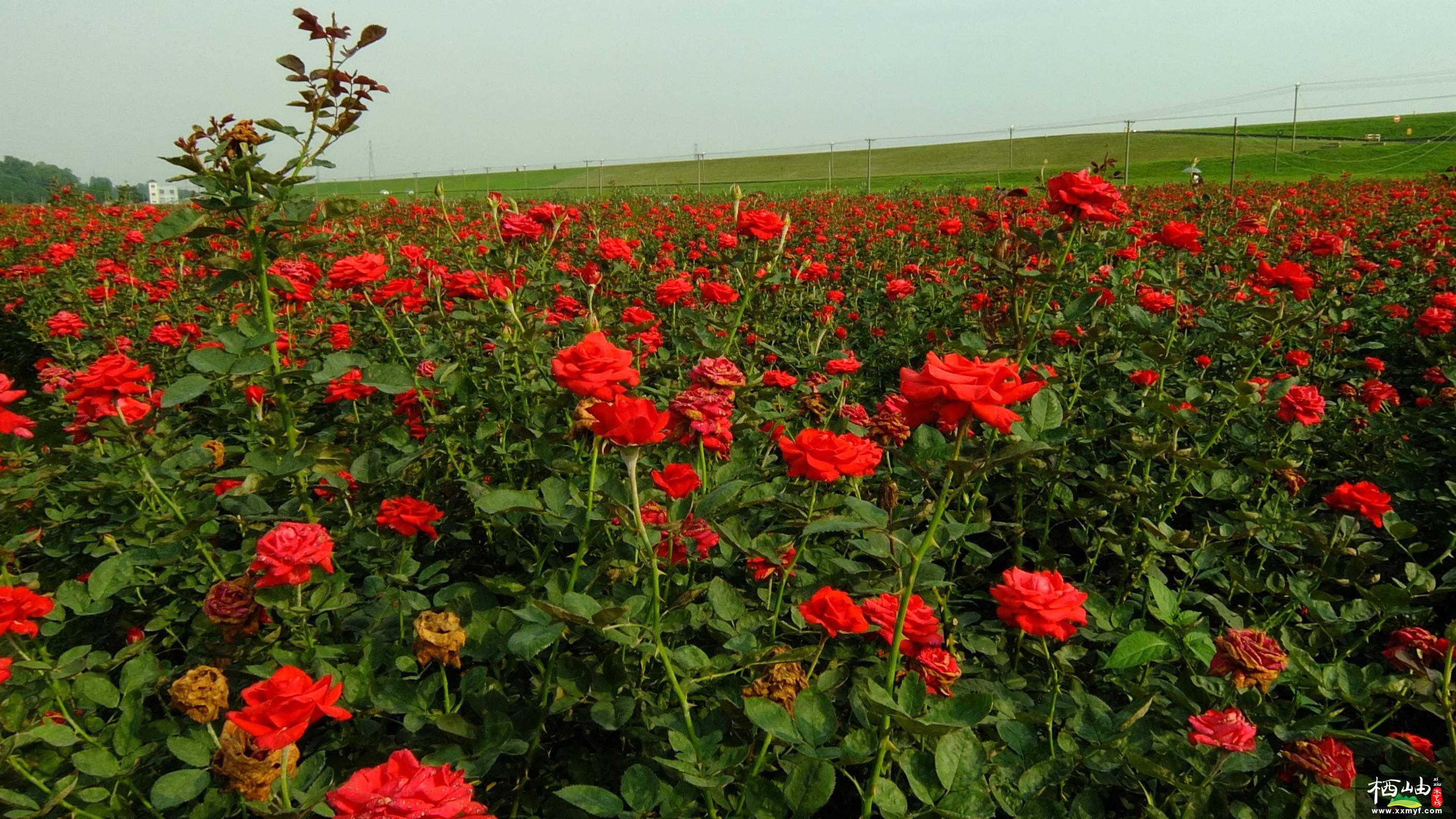 玫瑰花的5大养护要点，让你轻松打造梦幻花园(图1)
