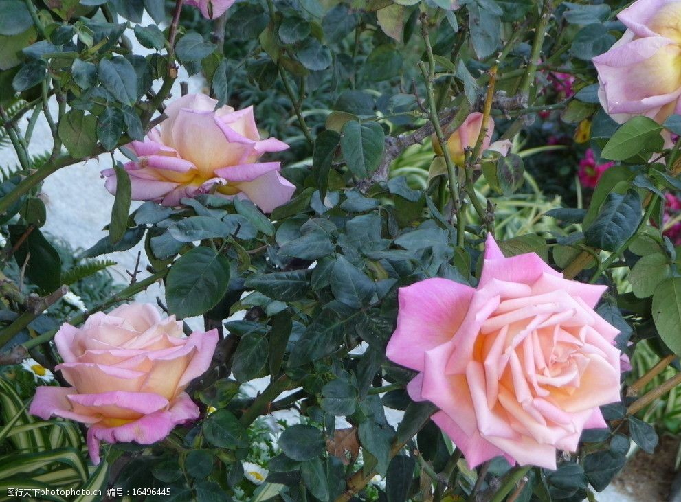 玫瑰花语：爱情与浪漫的秘密