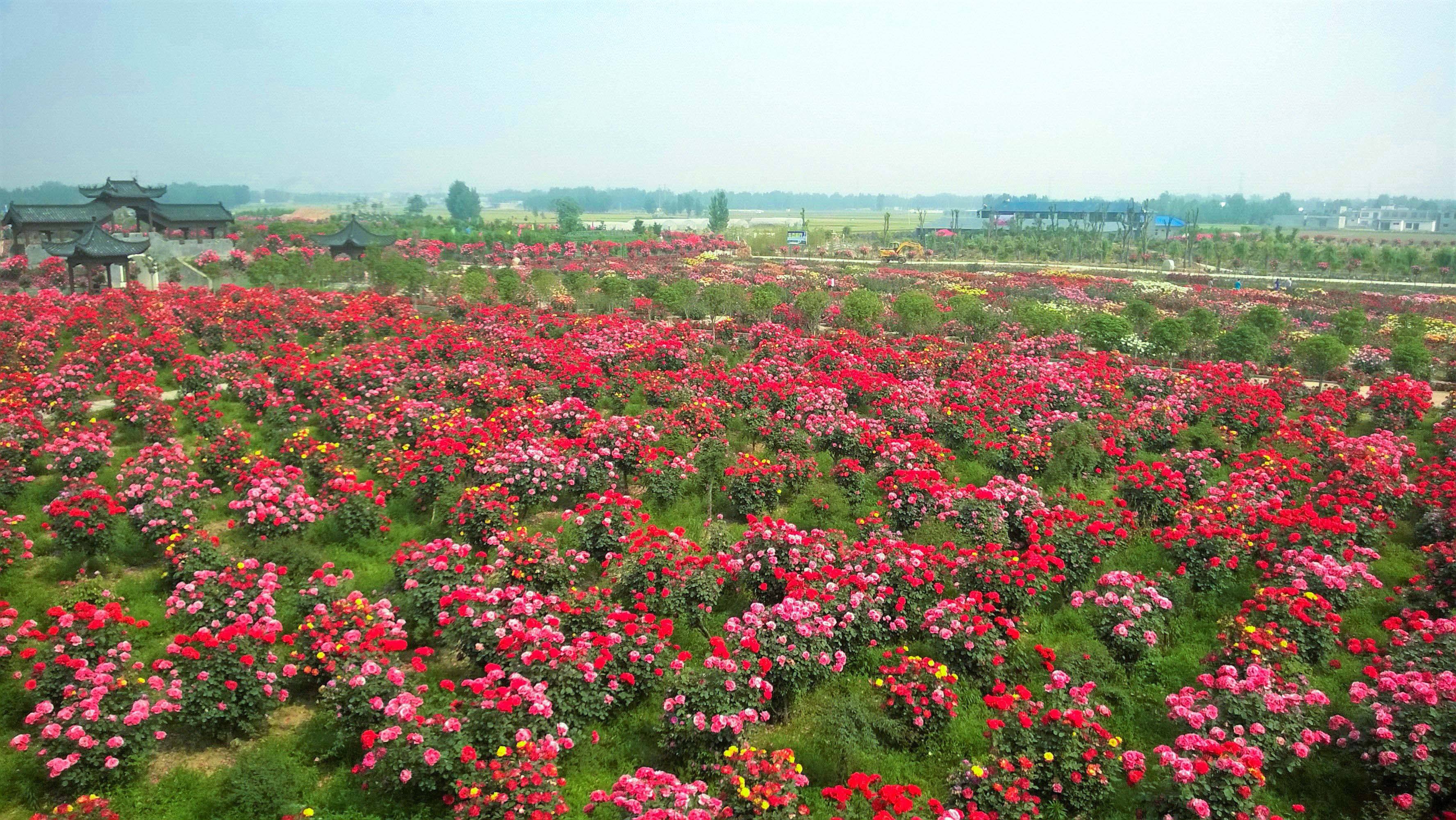 除了浇水施肥,还有哪些养玫瑰花的技巧你不知道?(图1) 除了浇水施肥,还有哪些养玫瑰花的技巧你不知道?(图1)