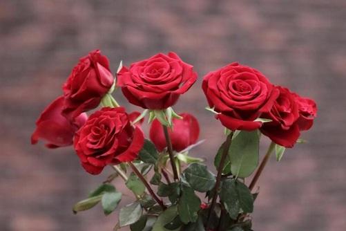 如何选择和赠送玫瑰花：颜色与意义的完美搭配(图1)