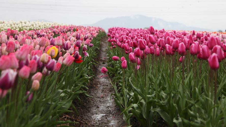 郁金香种植指南：如何成功种植和护理郁金香(图2)