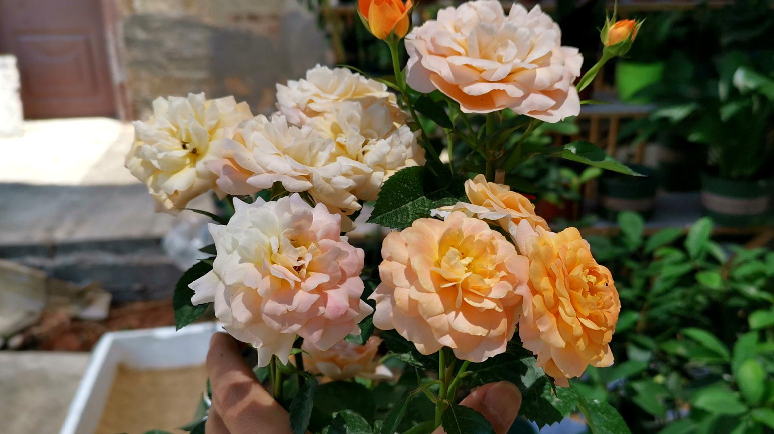 月季花与其他花卉的搭配技巧：打造绚丽花园的秘诀(图1)