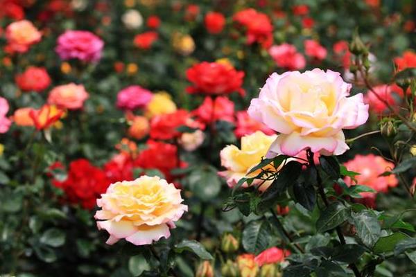 如何干燥和保存月季花花瓣：让您长久享受美丽的花朵(图1)