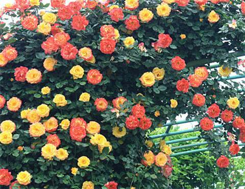 如何在家中种植月季,打造美丽花园(图1) 如何在家中种植月季,打造美丽花园(图1)