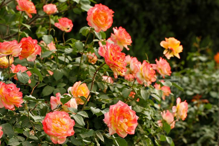 月季花束拼搭技巧：赋予鲜花个性的独特方法(图1)