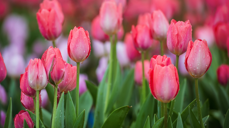 郁金香花语解读，探索不同色彩背后的含义(图1)