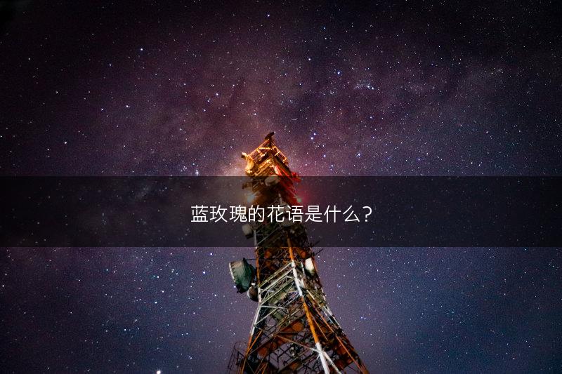 蓝玫瑰的花语是什么？(图1)