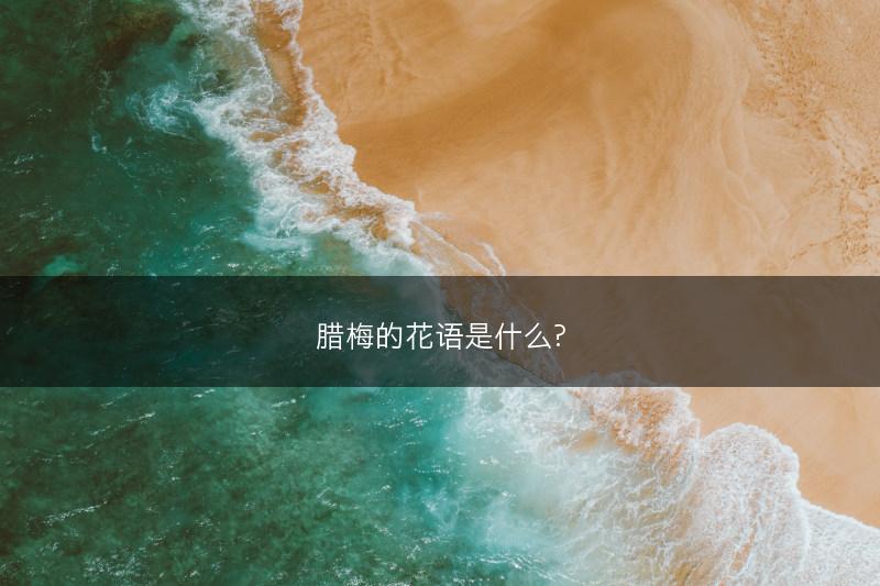 腊梅的花语是什么?(图1)