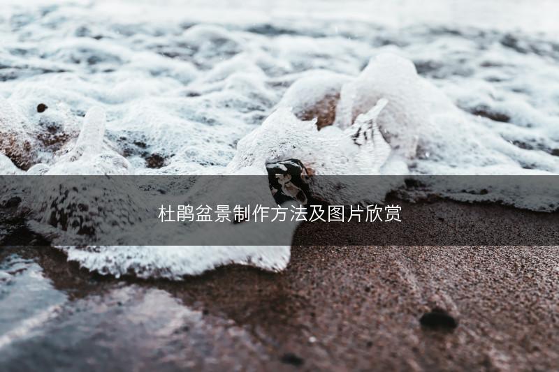 杜鹃盆景制作方法及图片欣赏(图1)