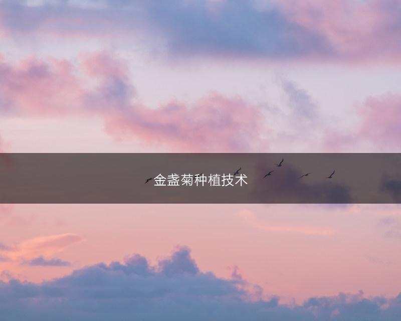 金盏菊种植技术(图1)