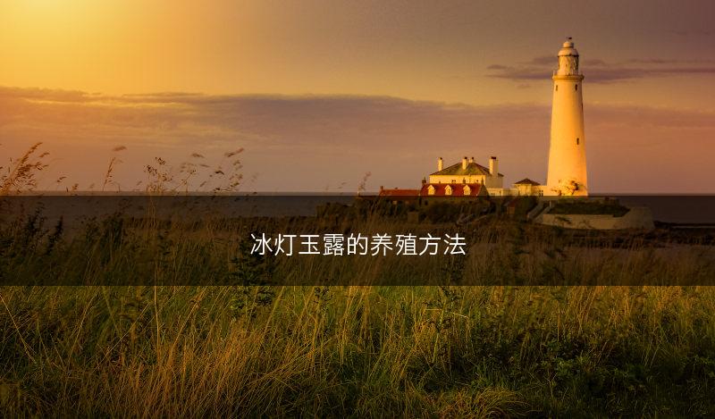 冰灯玉露的养殖方法(图1)
