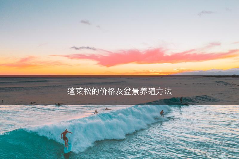 蓬莱松的价格及盆景养殖方法(图1)