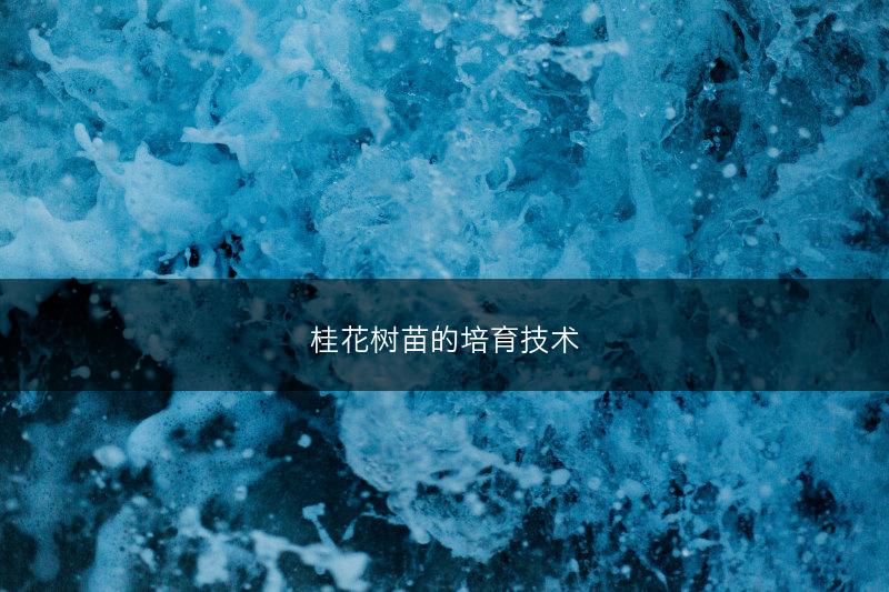 桂花树苗的培育技术(图1)