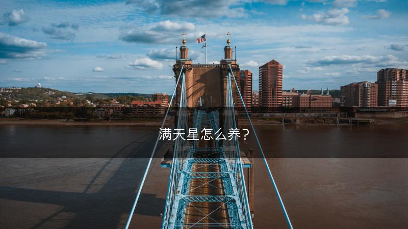 满天星怎么养？(图1)