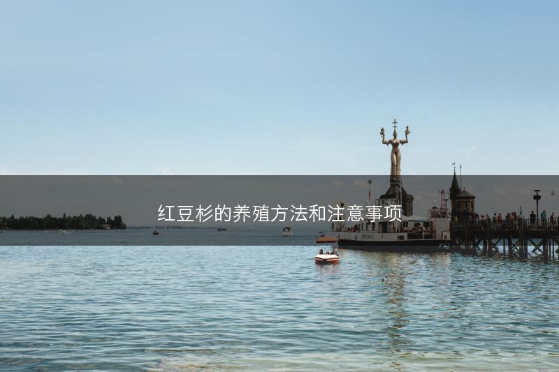 红豆杉的养殖方法和注意事项(图1)
