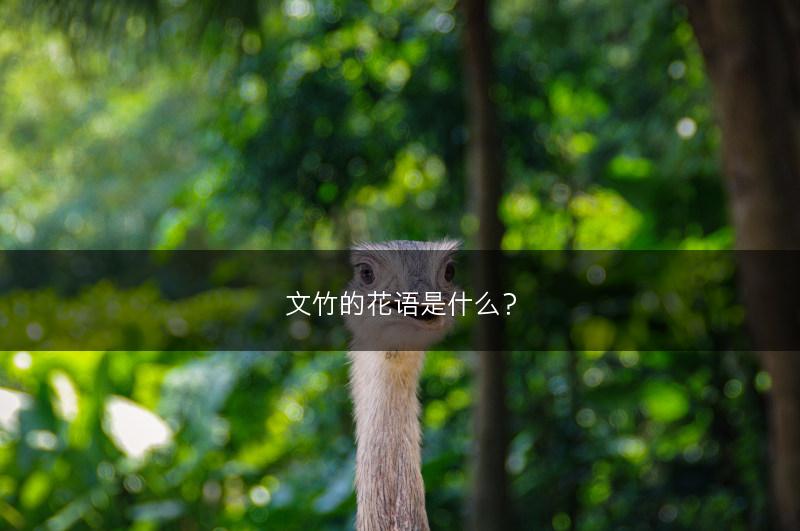 文竹的花语是什么？(图1)