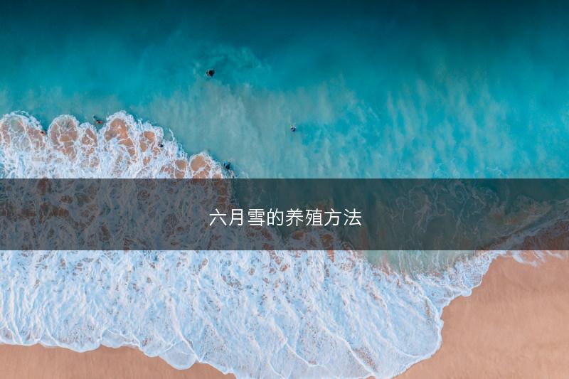 六月雪的养殖方法(图1)