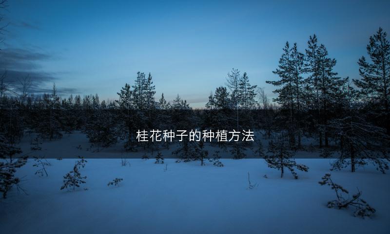 桂花种子的种植方法(图1)