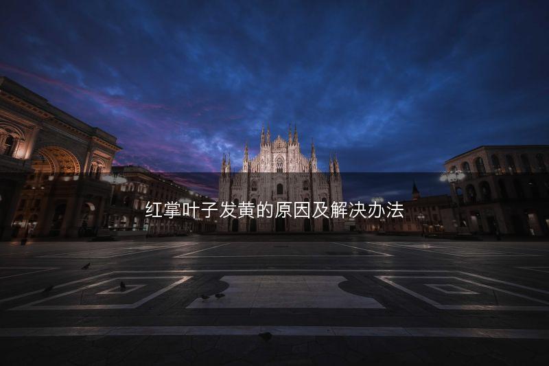红掌叶子发黄的原因及解决办法(图1)