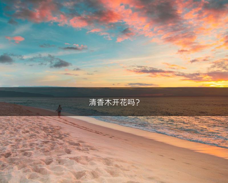 清香木开花吗？(图1)
