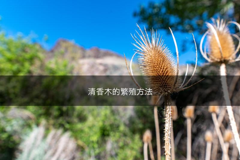 清香木的繁殖方法(图1)