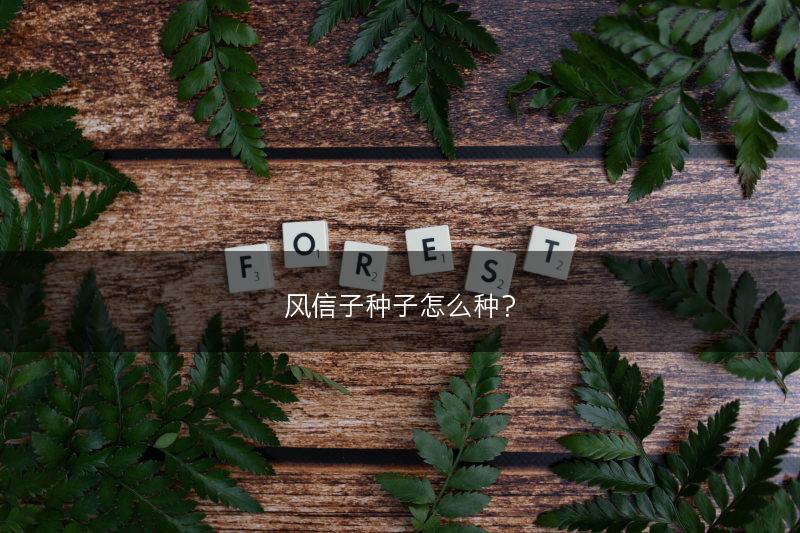 风信子种子怎么种？(图1)