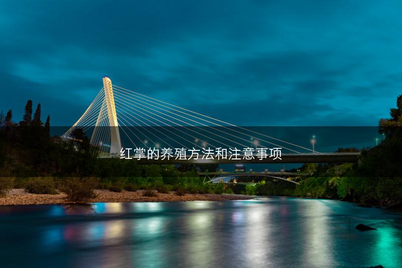 红掌的养殖方法和注意事项(图1)
