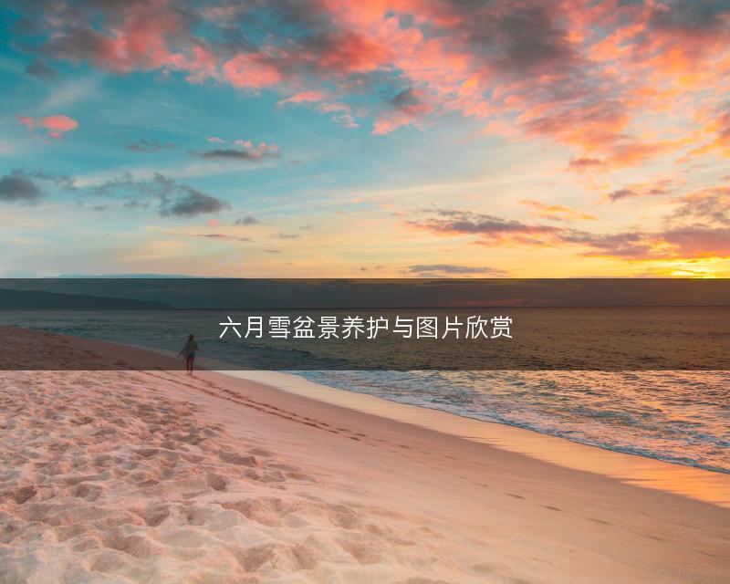 六月雪盆景养护与图片欣赏(图1)