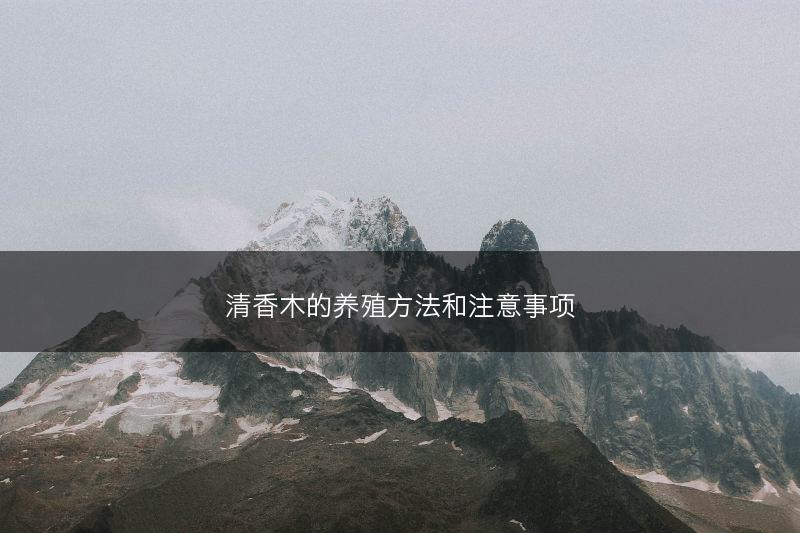 清香木的养殖方法和注意事项(图1)