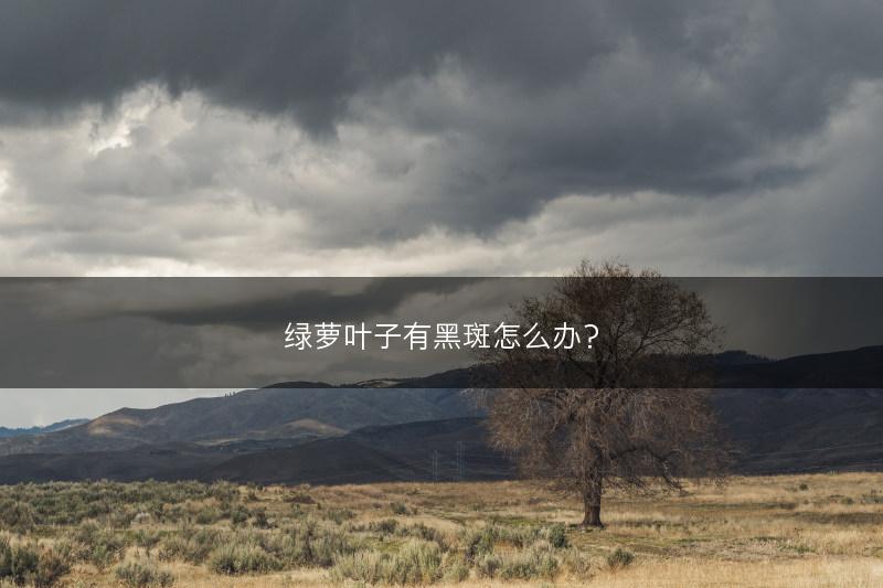 绿萝叶子有黑斑怎么办？(图1)
