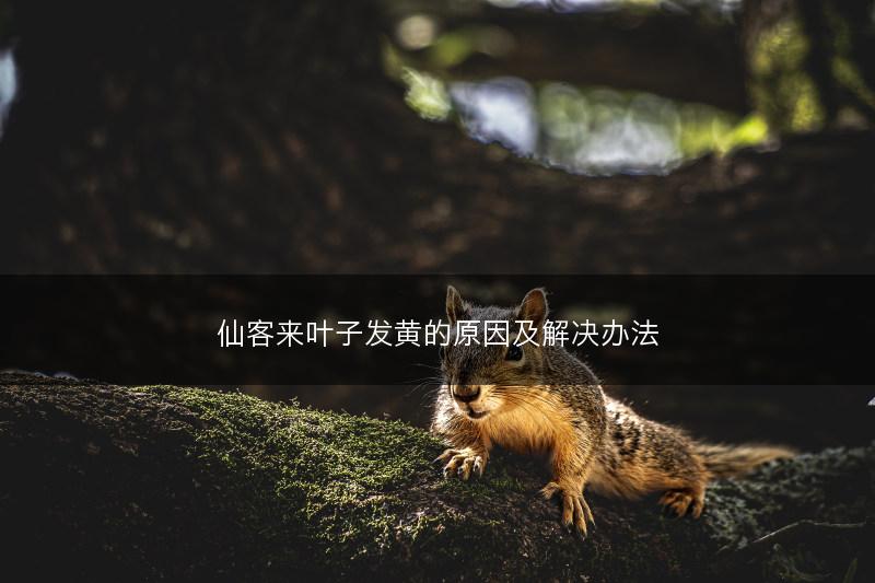 仙客来叶子发黄的原因及解决办法(图1)