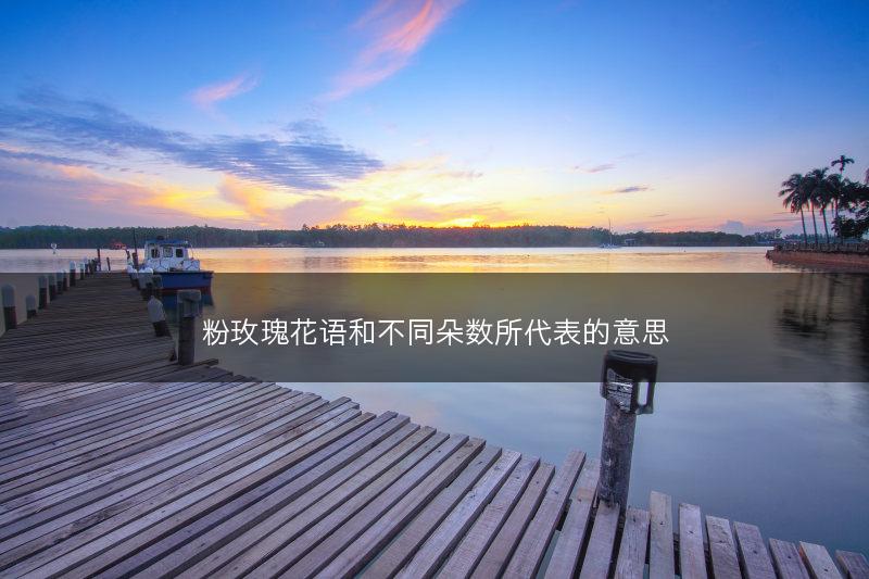 粉玫瑰花语和不同朵数所代表的意思(图1)