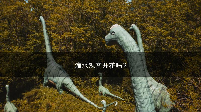 滴水观音开花吗？(图1)