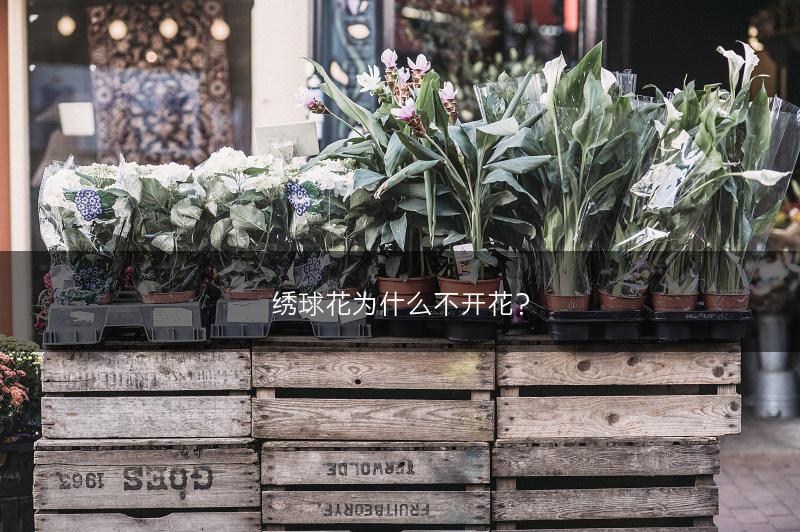绣球花为什么不开花？(图1)