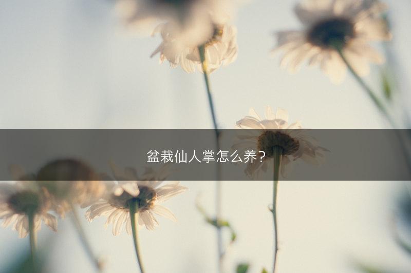 盆栽仙人掌怎么养？(图1)