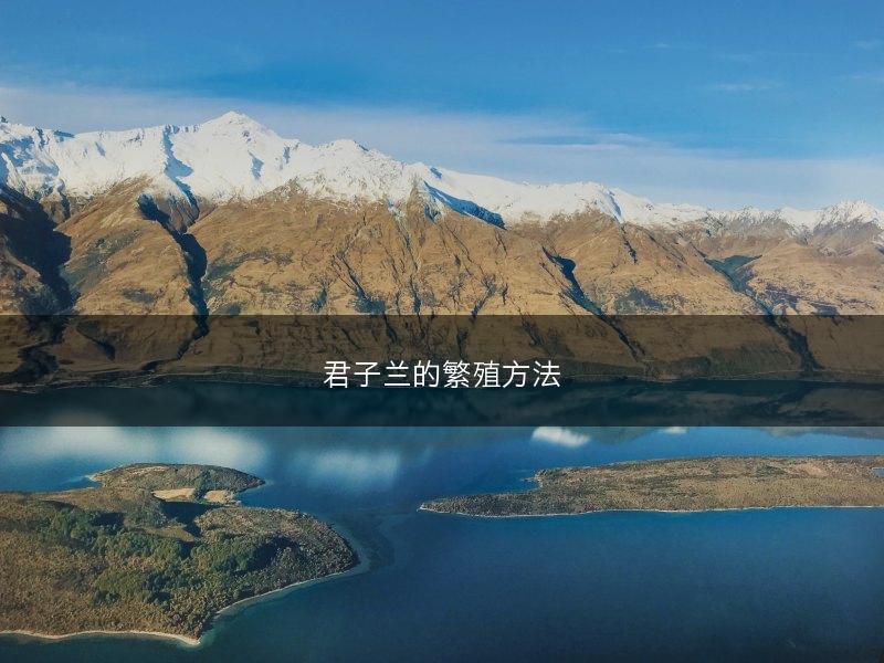 君子兰的繁殖方法(图1)