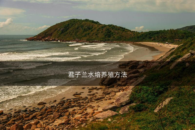 君子兰水培养殖方法(图1)