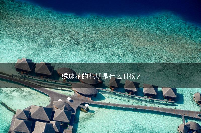 绣球花的花期是什么时候？(图1)
