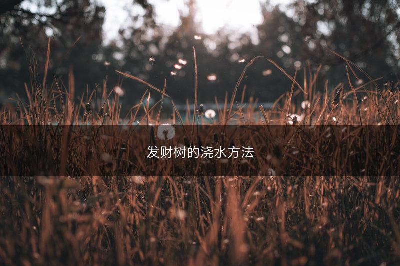 发财树的浇水方法(图1)