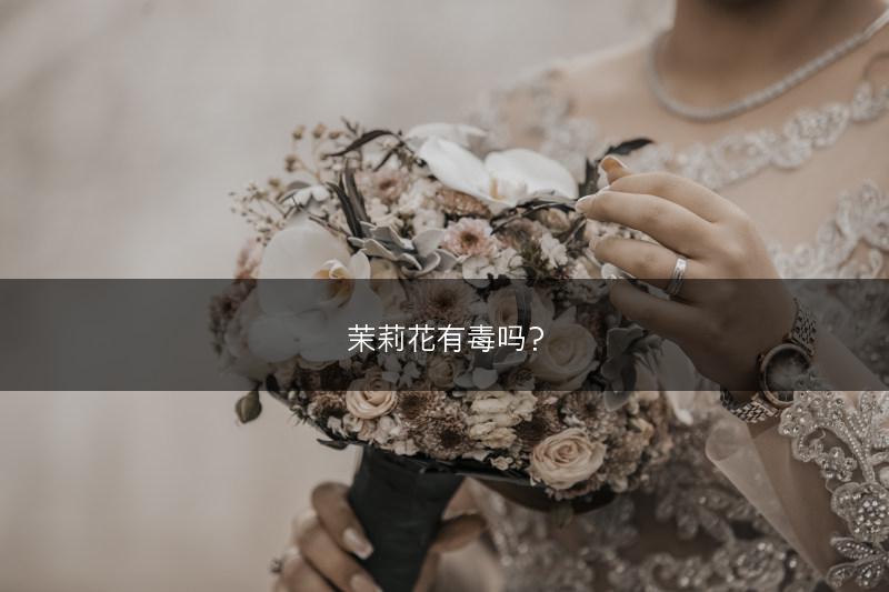 茉莉花有毒吗？(图1)